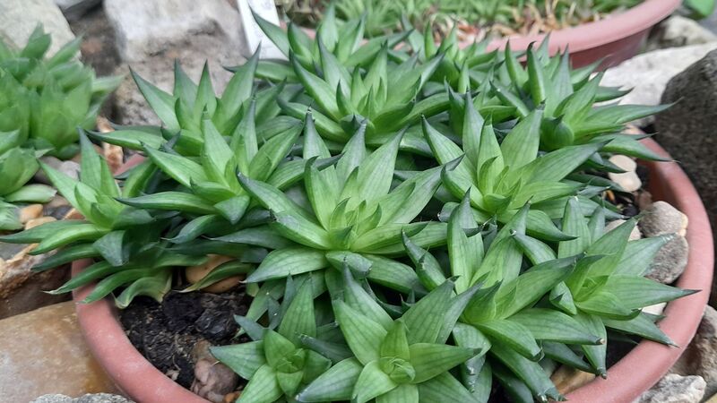 Fájl:Haworthia marumiana var. batesiana.JCs 01.jpg