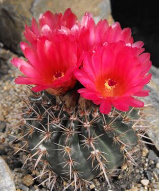 Notocactus mammulosus f. rubriflorus