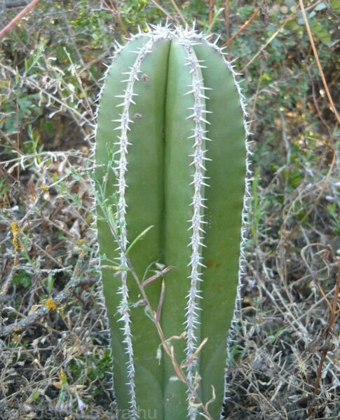 Fájl:Pachycereus marginatus-3.jpg
