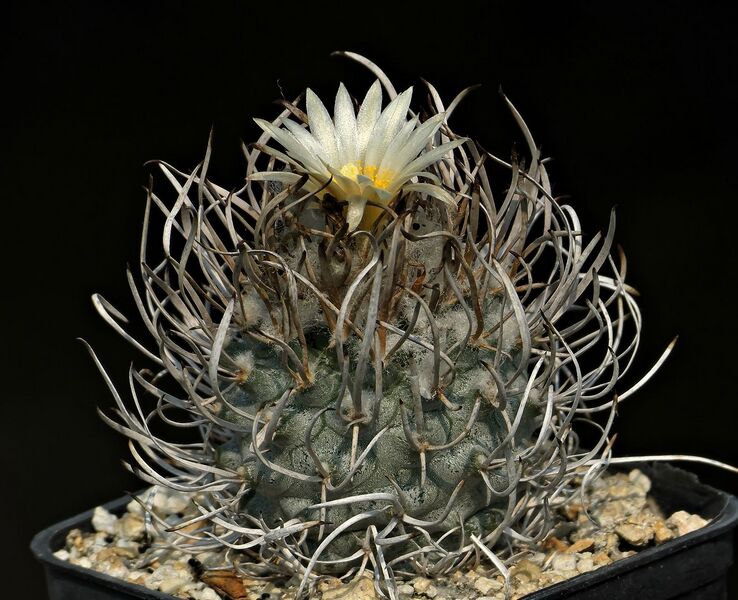 Fájl:Turbinicarpus flaviflorus.SzJ 02.jpg