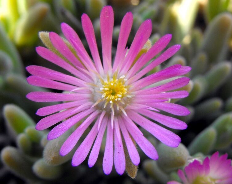 Fájl:Delosperma aberdeenense-002.jpg