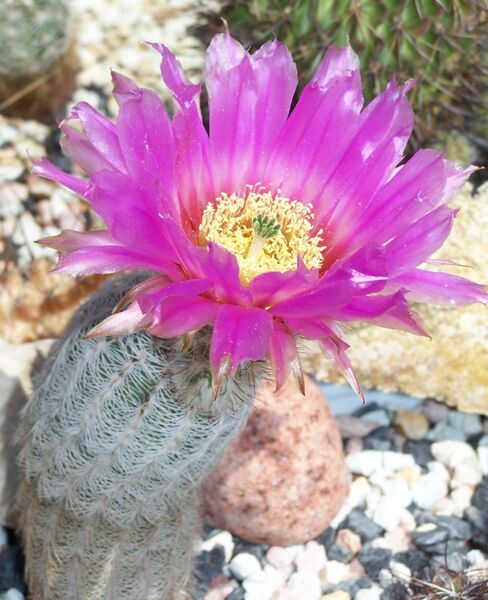 Fájl:Echinocereus reichenbachii perbellus-002.jpg