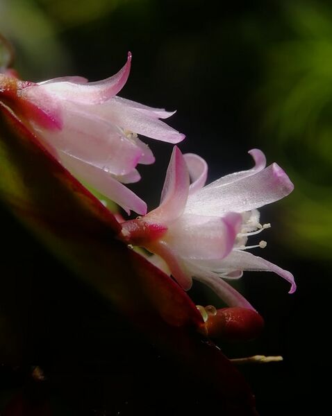 Fájl:Lepismium floribundum.VZs 02.jpg