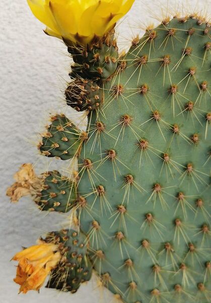 Fájl:Opuntia galapageia-003.jpg