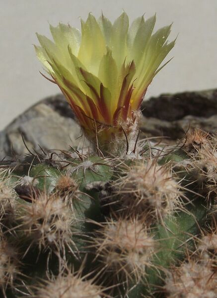 Fájl:Parodia crassigibba-003.jpg