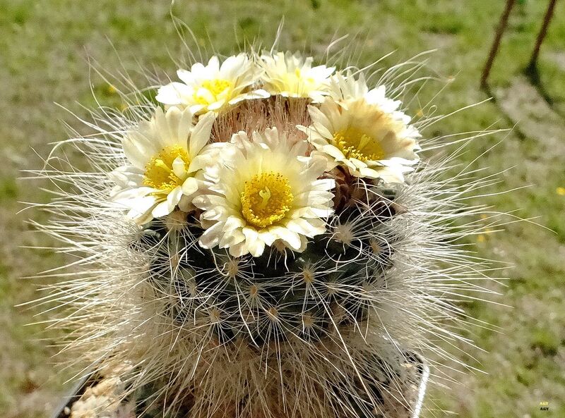 Fájl:Pediocactus paradinei.AGy 02.jpg