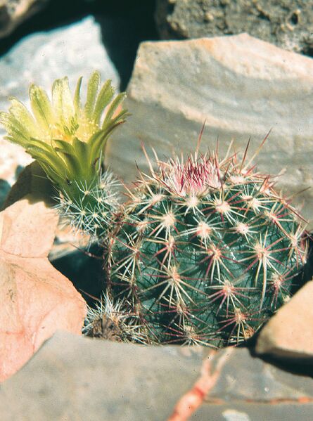 Fájl:Pozsgáslap 013-000.jpg