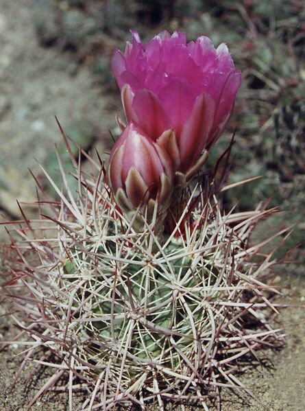 Fájl:Pozsgáslap 055-000.jpg