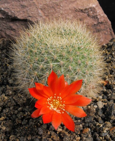 Fájl:Rebutia minuscula senilis-1.jpg