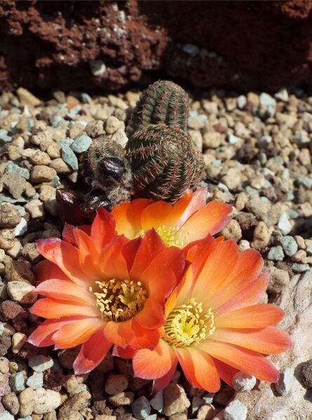 Fájl:Rebutia pygmaea torquata-0.jpg
