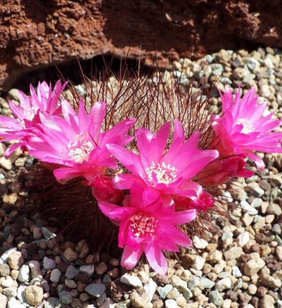 Fájl:Rebutia steinbachii aglaia 02-0.jpg