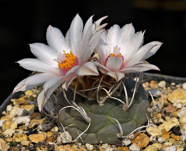 Fájl:Turbinicarpus schwarzii GM210.SzJ 01.jpg