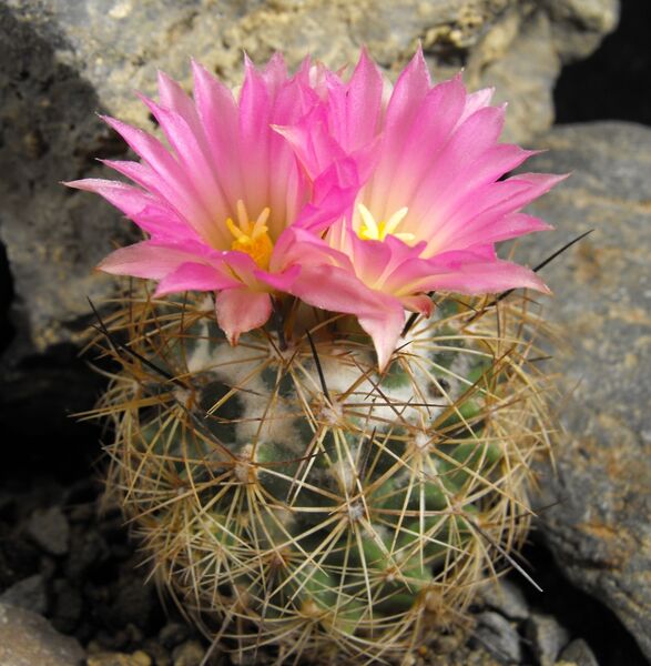Fájl:Coryphantha pseudoechinus pseudoechinus-002.jpg