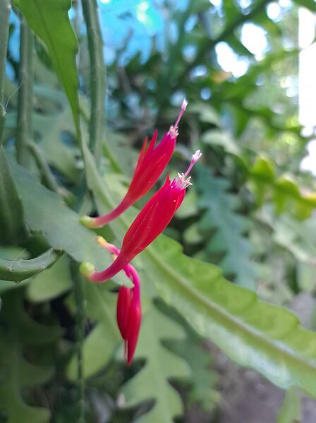 Fájl:Disocactus eichlamii.VZs 02.jpg