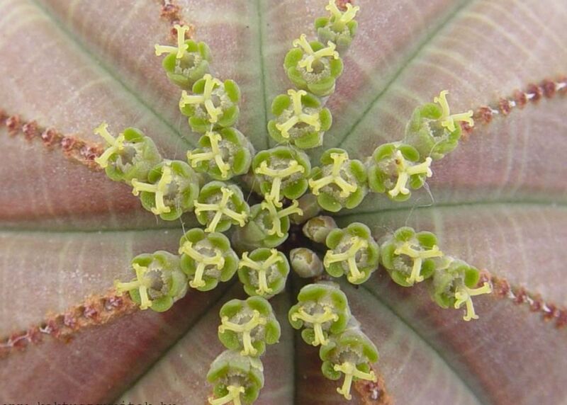 Fájl:Euphorbia obesa-002.jpg
