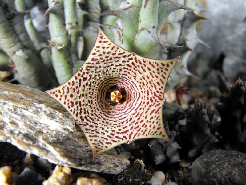 Fájl:Huernia mccoyi-001.jpg