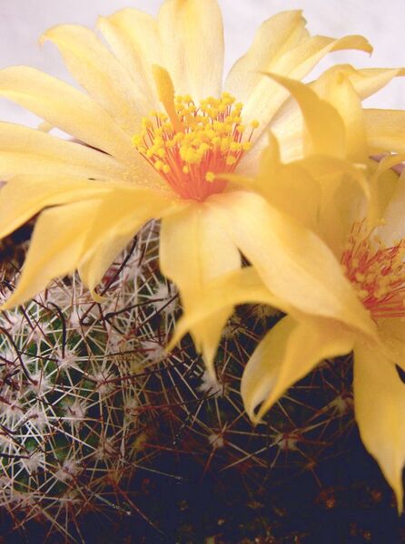 Fájl:Mammillaria beneckei-0.jpg