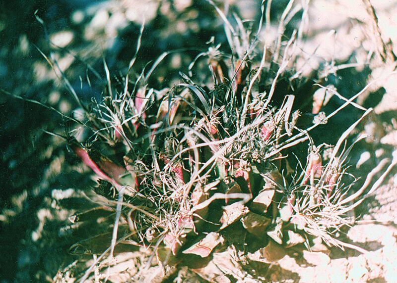 Fájl:Pozsgáslap 006-001.jpg