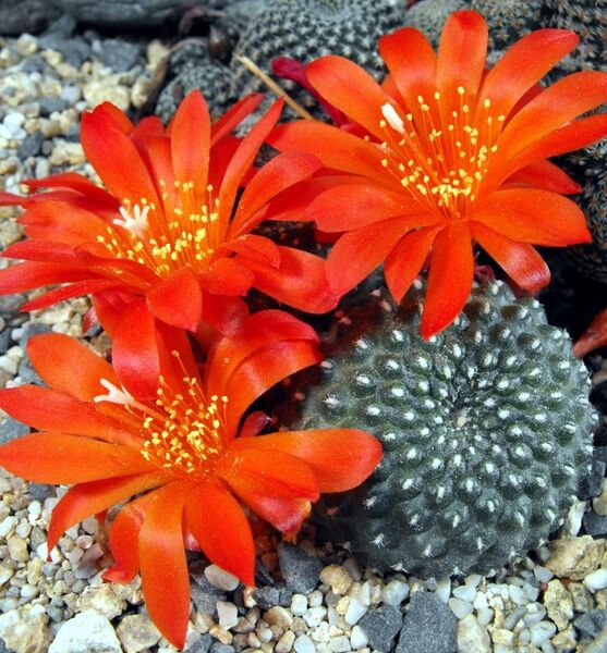 Fájl:Rebutia minuscula krainziana 1-2.jpg