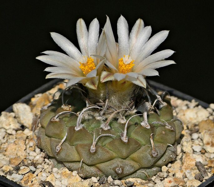 Fájl:Turbinicarpus klinkerianus La Negrita.SzJ 01.jpg