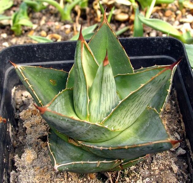 Fájl:Agave pumila.Moha 01.jpg