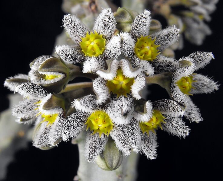 Fájl:Caralluma burchardii maura-002.jpg