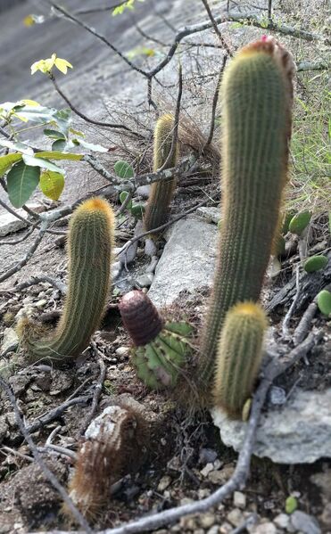 Fájl:Coleocephalocereus superbus.BJ 01.jpg