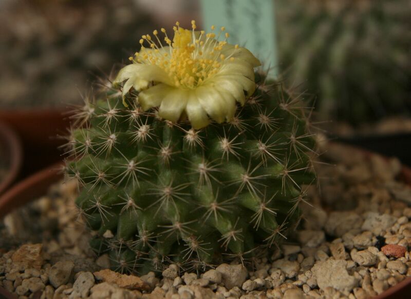 Fájl:Copiapoa variispinata.HL 02.jpg