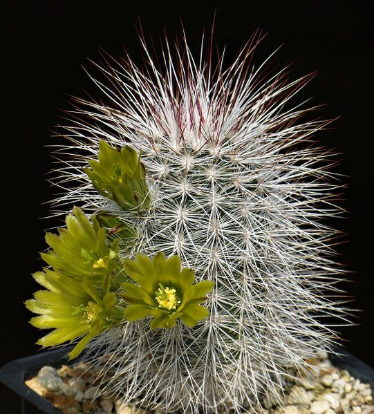 Fájl:Echinocereus canus MG 255.7.SzJ-01.jpg