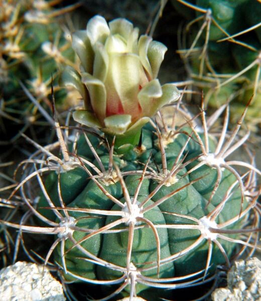 Fájl:Gymnocalycium hybopleurum 01-001.jpg