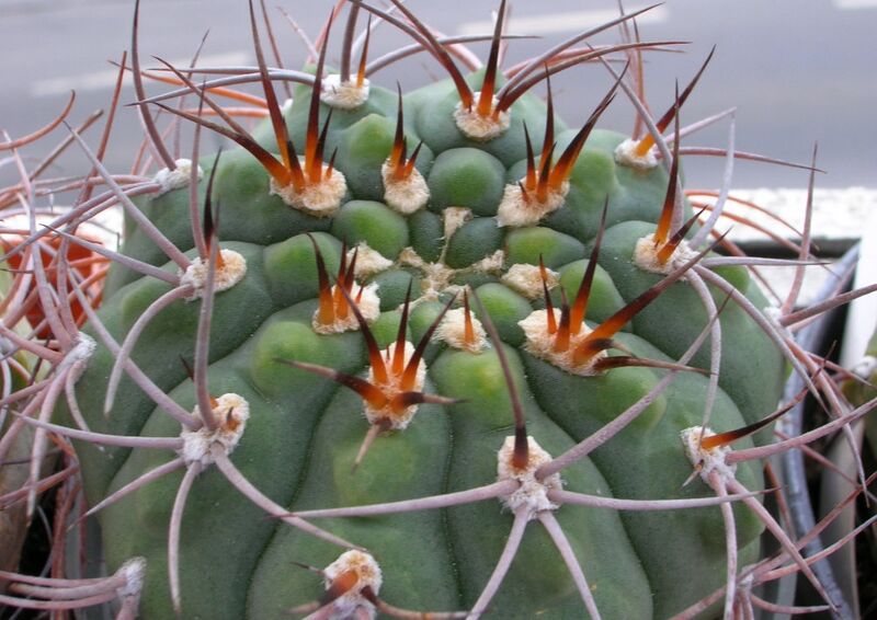 Fájl:Gymnocalycium oenanthemum ambatoense 2 rész-003.jpg