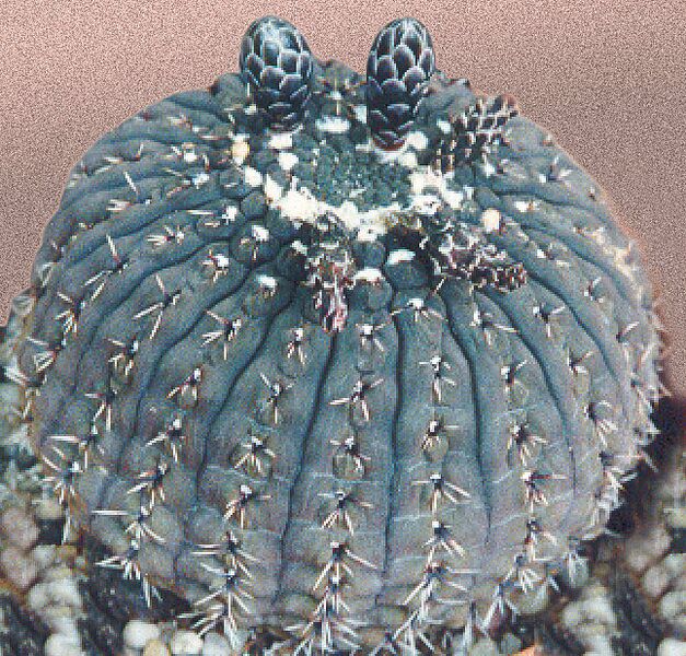 Fájl:Pozsgáslap 027-001 (1).jpg