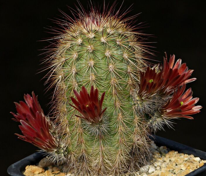 Fájl:Echinocereus russanthus PP723A.SzJ 03.jpg