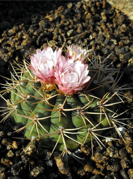Fájl:Gymnocalycium eurypleurum-000.jpg