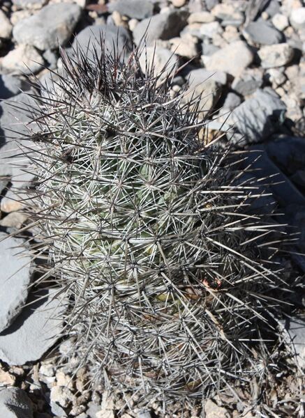 Fájl:Neolloydia conoidea-003.jpg