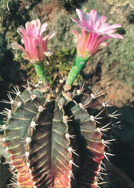 Fájl:Pozsgáslap 092-001.jpg