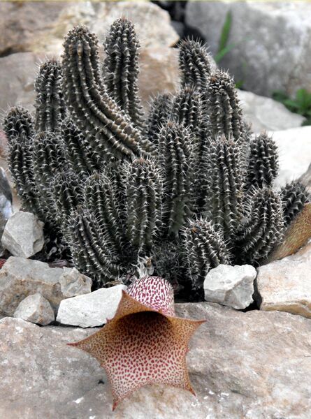 Fájl:Tavaresia barklyi-0.jpg