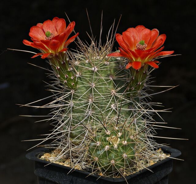 Fájl:E. coccineus MAO-029.SzJ 01.jpg