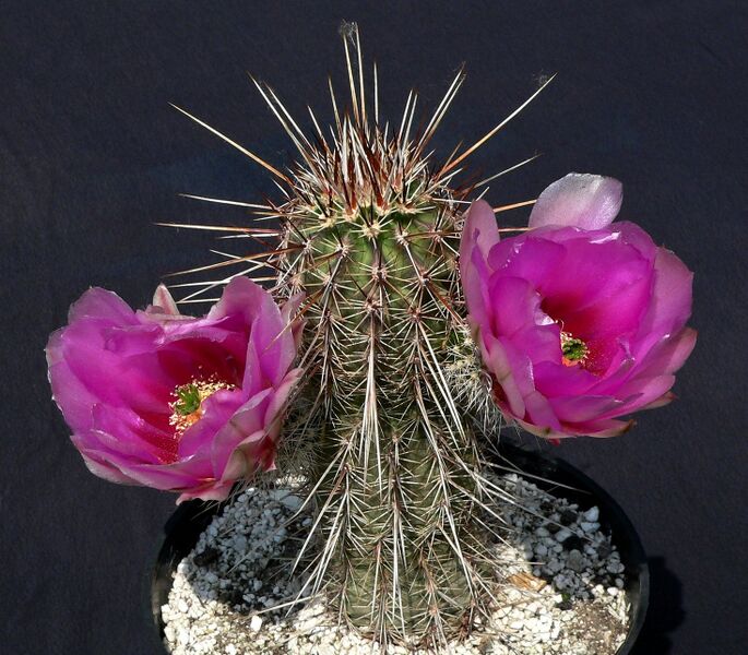 Fájl:Echinocereus engelmannii.SzJ 04.jpg