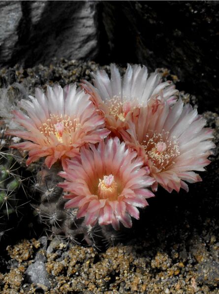 Fájl:Eriosyce heinrichiana-000.jpg