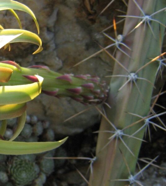 Fájl:Harrisia pomanensis 02-001.jpg