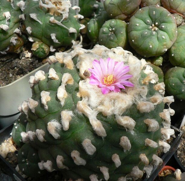 Fájl:Lophophora jourdaniana-000.jpg