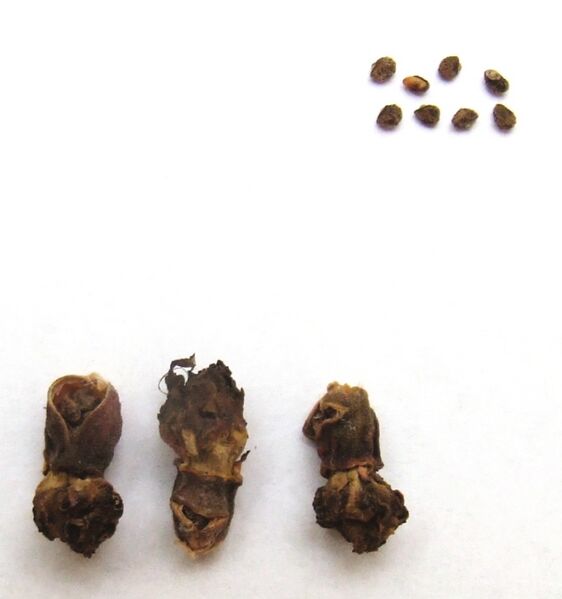 Fájl:Neowerdermannia chilensis 02 (1)-2.jpg