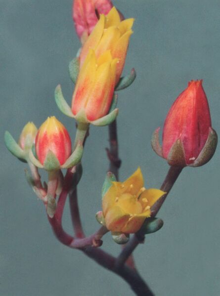 Fájl:Pozsgáslap 078-000.jpg