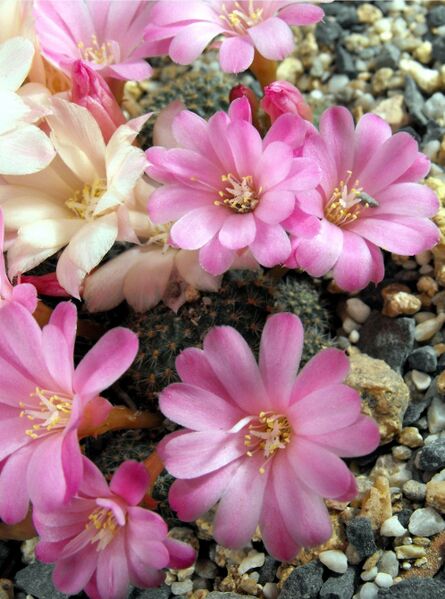 Fájl:Rebutia pulvinosa perplexa-0.jpg