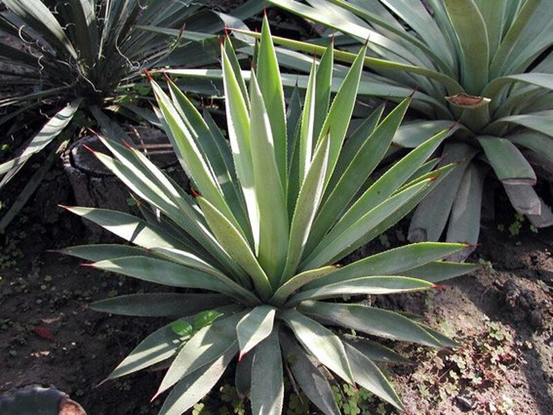 Fájl:Agave dealbata.MG 01.jpg