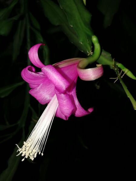 Fájl:Disocactus nelsonii.VZs 03.jpg