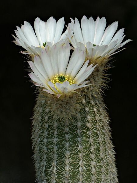 Fájl:Echinocereus grandis L16.SzJ 01.jpg