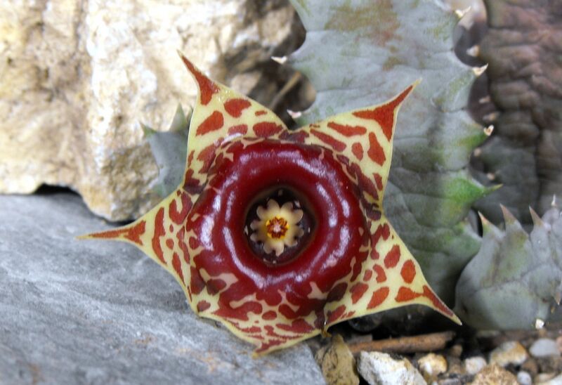 Fájl:Huernia insigniflora-001.jpg