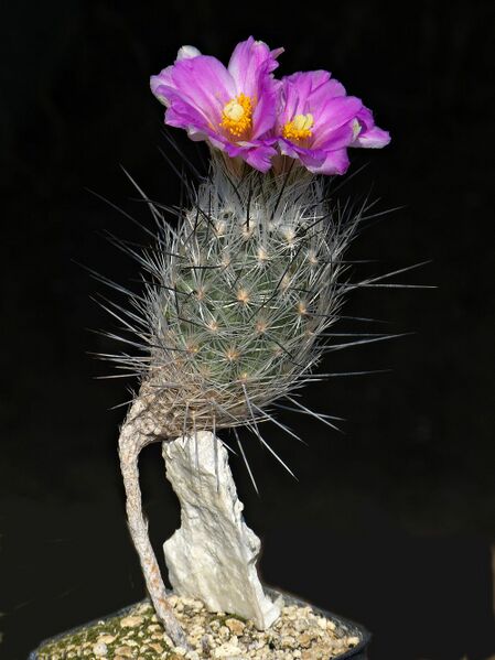 Fájl:Rapicactus subterraneus P362.SzJ 02.jpg